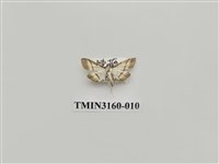 藏品(螟蛾323)的圖片